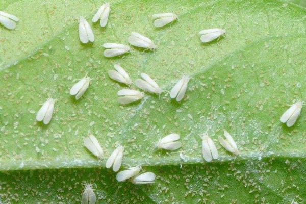 粉虱用什么藥有效,粉虱是什么蟲
