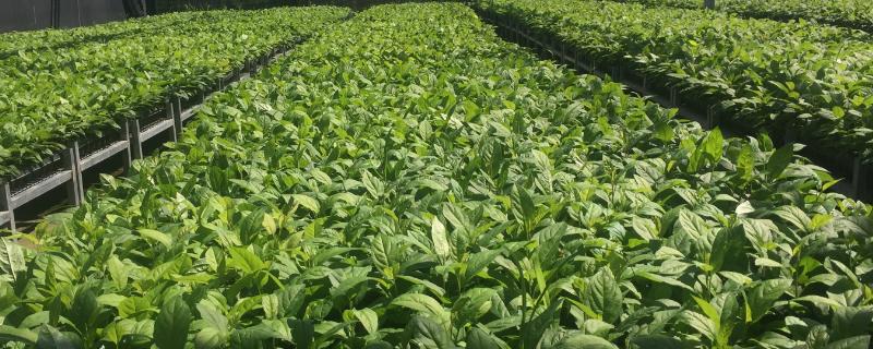 50畝苗圃大概投資多少，苗圃大棚如何盈利