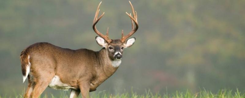 養鹿的利潤與成本分析，風險大嗎，怎么找銷路