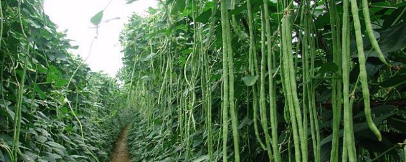 豆角怎么種植方法才高產(chǎn)