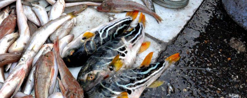 賣魚的利潤一般有多少？大不大？