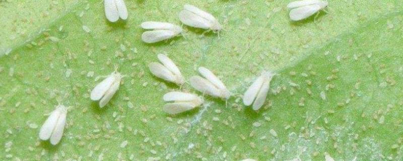 粉虱用什么藥有效,粉虱是什么蟲
