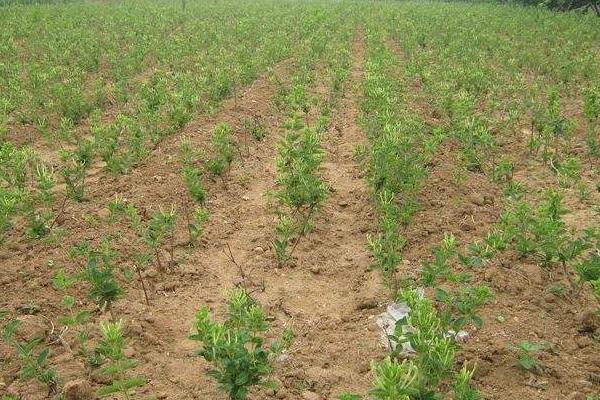 種植金銀花最大的風(fēng)險是什么