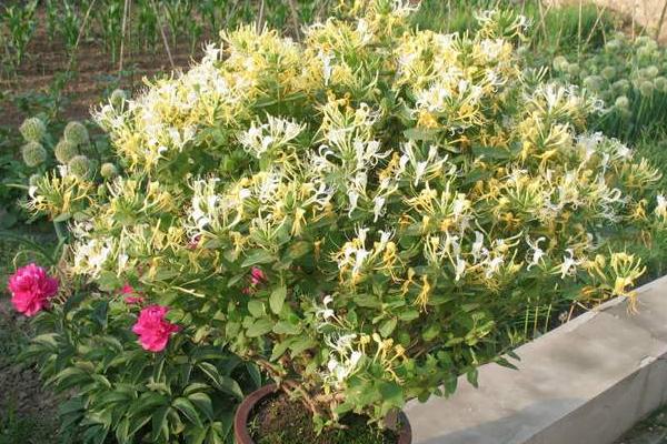 種植金銀花最大的風(fēng)險是什么