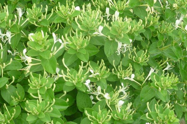 種植金銀花最大的風(fēng)險是什么