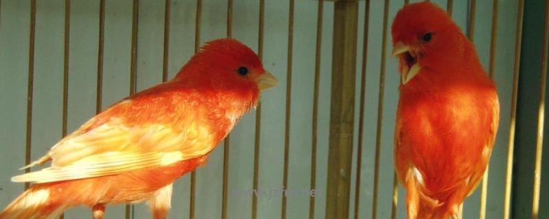 芙蓉鳥(niǎo)的飼料最佳配方，芙蓉鳥(niǎo)是什么鳥(niǎo)