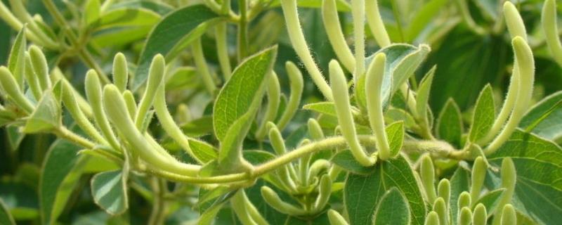 種植金銀花最大的風險是什么