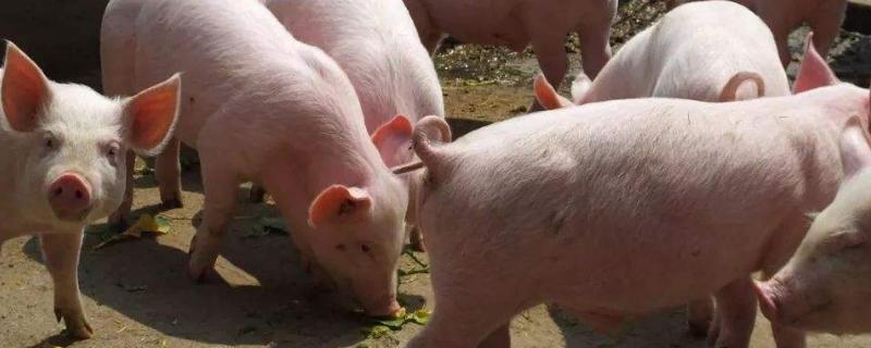 豬打針的正確位置，打完針后出血是什么原因