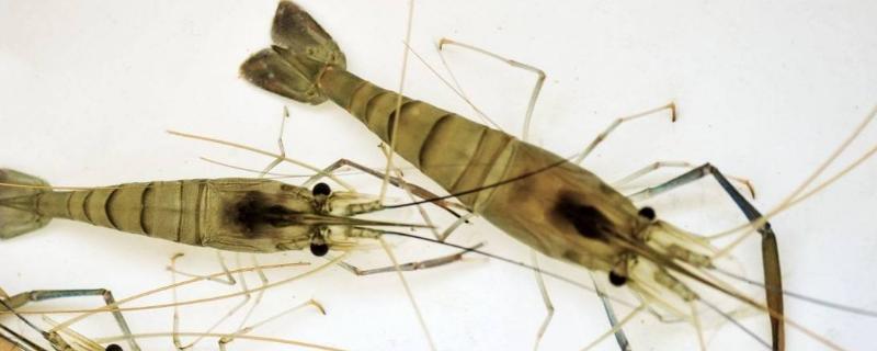 蝦塘肥水最經(jīng)濟(jì)的方法，什么時(shí)間實(shí)施