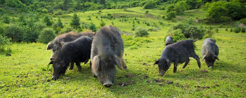 養(yǎng)豬虧本的原因，較常見的是這幾個(gè)