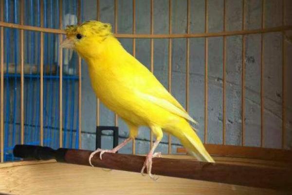 芙蓉鳥的飼料最佳配方，芙蓉鳥是什么鳥