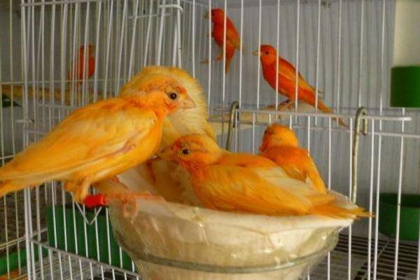 芙蓉鳥的飼料最佳配方，芙蓉鳥是什么鳥