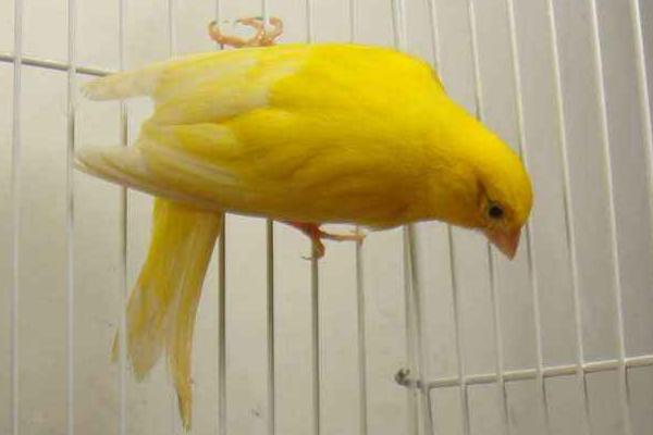 芙蓉鳥的飼料最佳配方，芙蓉鳥是什么鳥