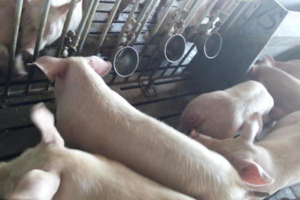 豬用飲水碗的使用，附購買注意事項