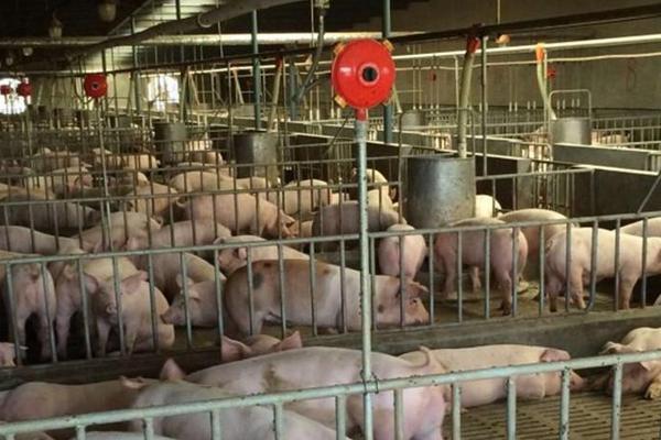 豬用飲水碗的使用，附購買注意事項