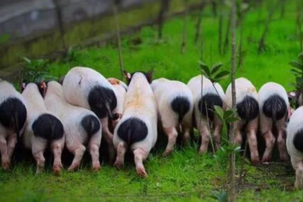 養殖場起名禁忌，風水學角度上這些字建議不要用