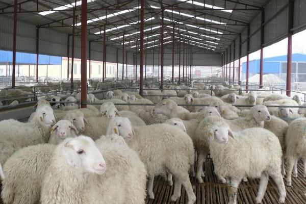 養殖場起名禁忌，風水學角度上這些字建議不要用