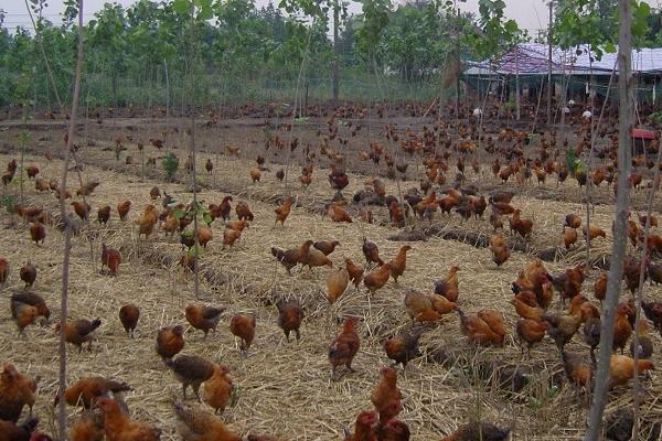 養殖場起名禁忌，風水學角度上這些字建議不要用