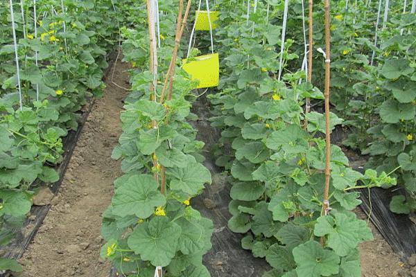 種植農場取名大全，有哪些字吉利