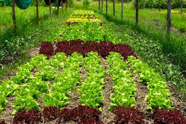 種植農場取名大全，有哪些字吉利