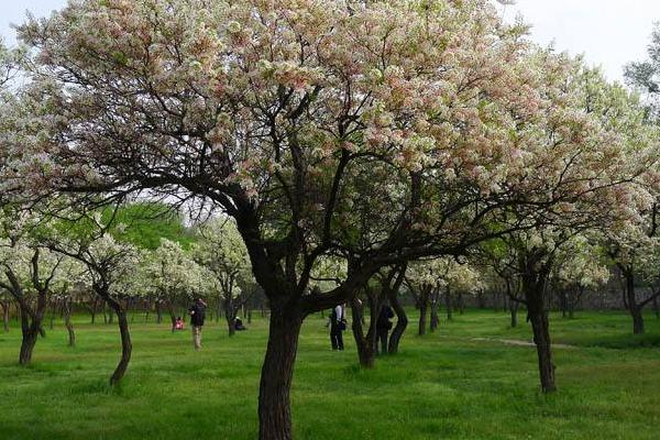 5畝文冠果收入多少，文冠果樹苗價(jià)格