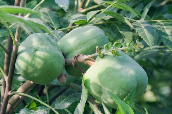 5畝文冠果收入多少，文冠果樹苗價(jià)格