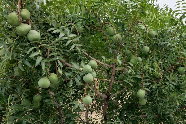 5畝文冠果收入多少，文冠果樹苗價(jià)格