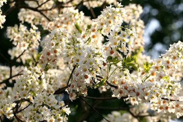 5畝文冠果收入多少，文冠果樹苗價(jià)格