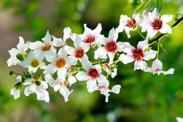 5畝文冠果收入多少，文冠果樹苗價(jià)格