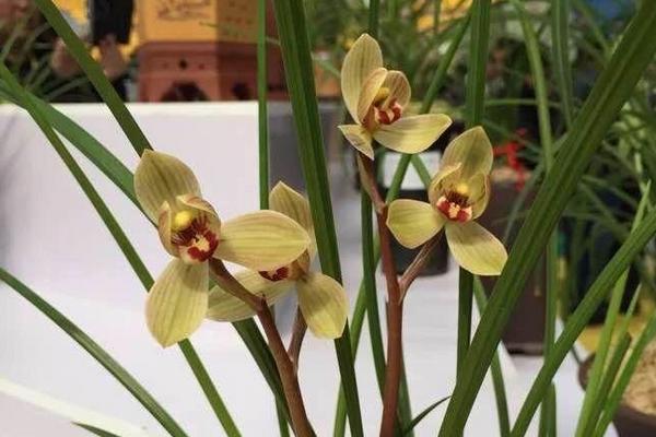 永昌金荷賣多少一苗,是什么花?