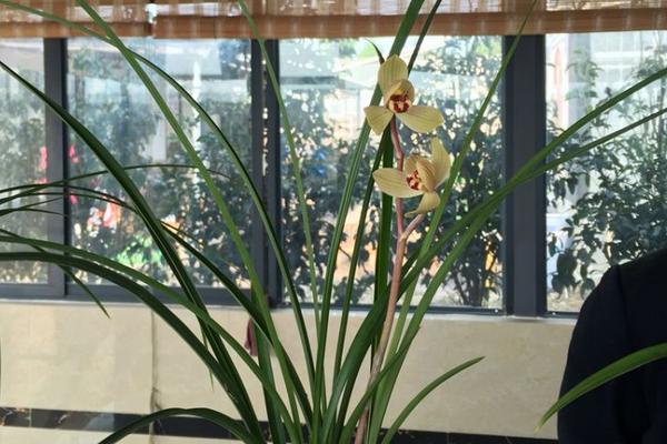 永昌金荷賣多少一苗,是什么花?