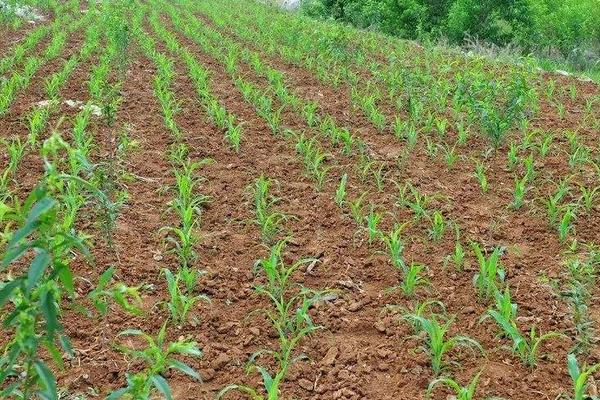 怎樣用尿素除草，多長時間見效