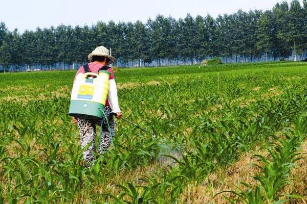 怎樣用尿素除草，多長時間見效