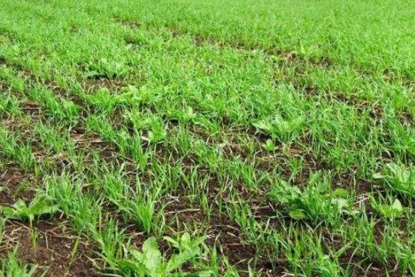 怎樣用尿素除草，多長時間見效