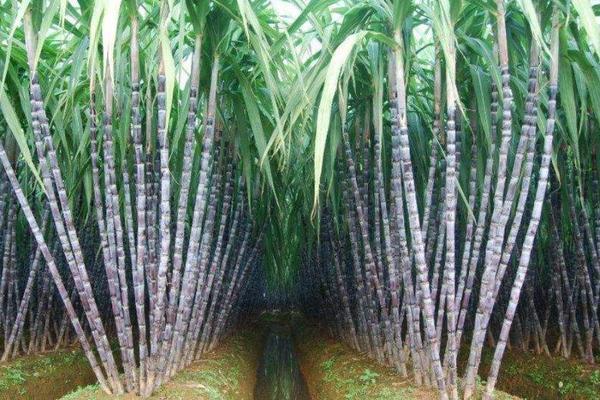 甘蔗施什么肥料最甜(長的高快)