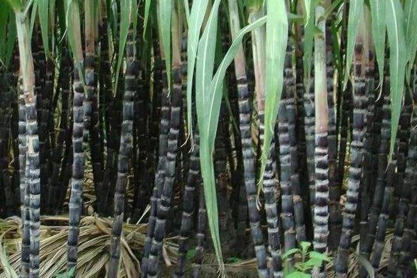 甘蔗施什么肥料最甜(長的高快)