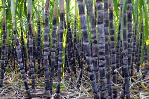 甘蔗施什么肥料最甜(長的高快)