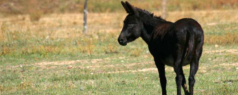 成年驢一般多少斤，多少錢一頭