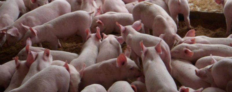 豬用飲水碗的使用，附購買注意事項