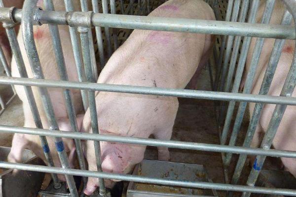 豬用飲水碗的使用，附購買注意事項