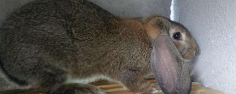 公羊兔最大有幾斤，價格多少錢一斤