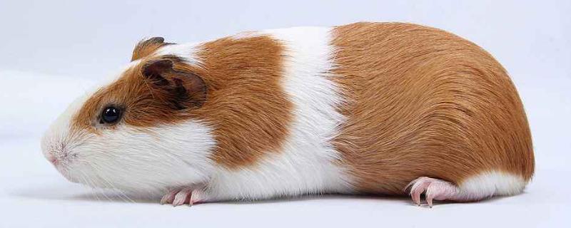 養(yǎng)殖荷蘭豬有銷(xiāo)路嗎？掙錢(qián)嗎？怎么找銷(xiāo)路？