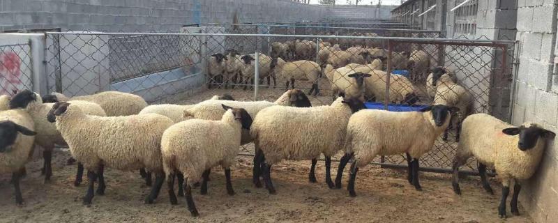 現在適合養殖的項目有哪些