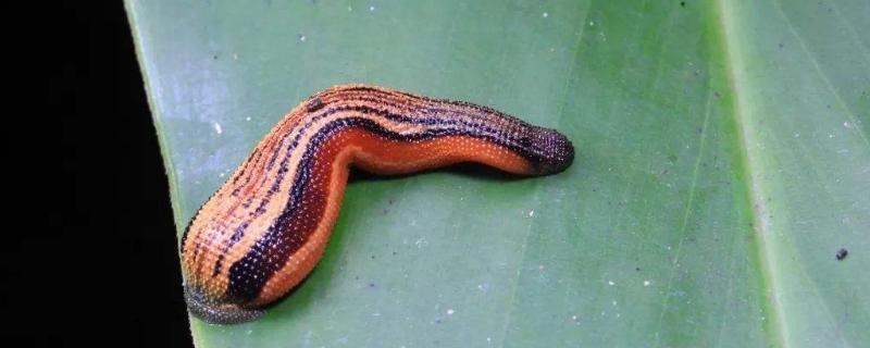 螞蟥養(yǎng)殖投資多少（一畝本錢），多長(zhǎng)時(shí)間才有效益，風(fēng)險(xiǎn)大嗎