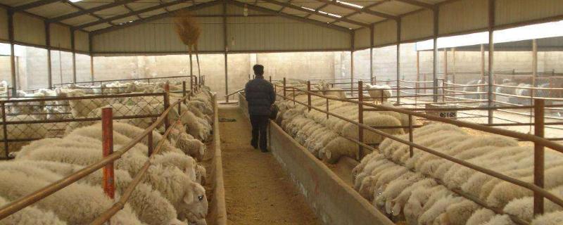 養(yǎng)殖場(chǎng)起名禁忌，風(fēng)水學(xué)角度上這些字建議不要用