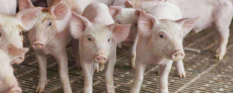 豬場工作對女生的危害，豬場上班要注意什么