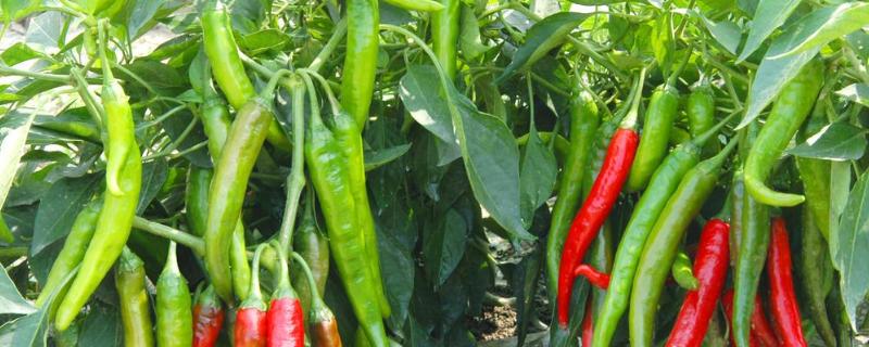 1畝種植辣椒一年收入，產(chǎn)出多少斤
