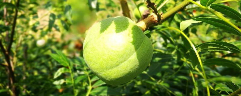 5畝文冠果收入多少，文冠果樹苗價格