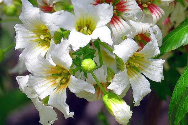 5畝文冠果收入多少，文冠果樹苗價(jià)格