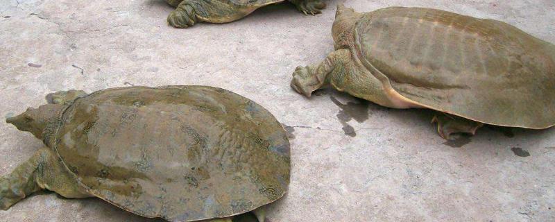 養殖周期短的淡水魚有哪些（回報率高）